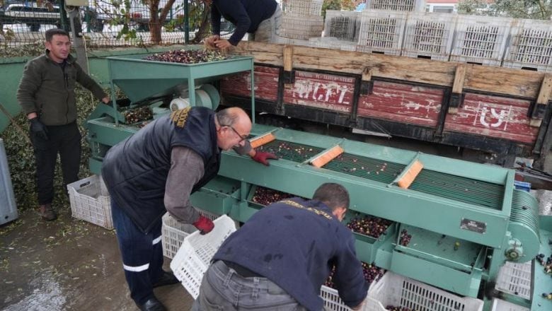 Edremit’in Zeytinleri Değerini Elekten Alıyor