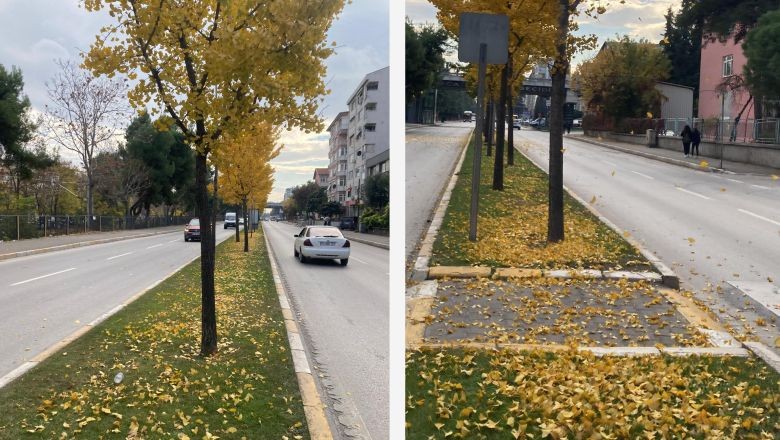Balıkesir Temiz Havasını Ginkgoya Borçlu