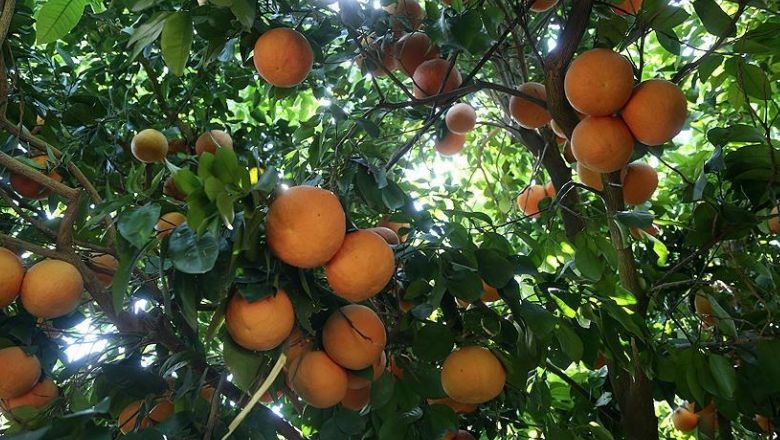 Tezgahlardaki O Meyve Balıkesir’de Gündem Oldu