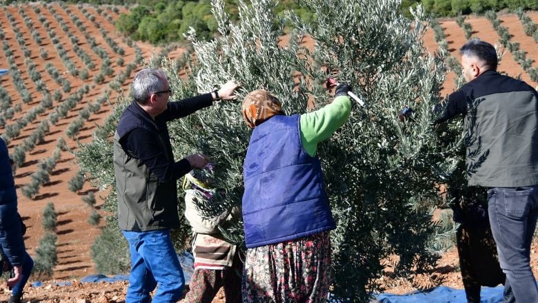 Balıkesir'de Zeytin Hasadı 3 Milyon TL Kazandırdı