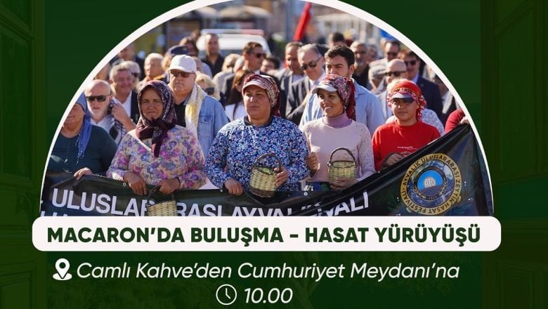Ayvalık’ta Zeytin Hasat Festivali Bugün Başlıyor!