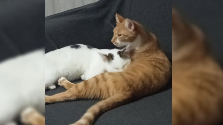Kedinin Annelik Şefkati Görenleri Şaşırtıyor