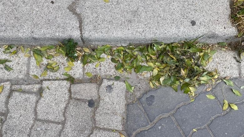 Balıkesir Kasım’da Sarıya Büründü