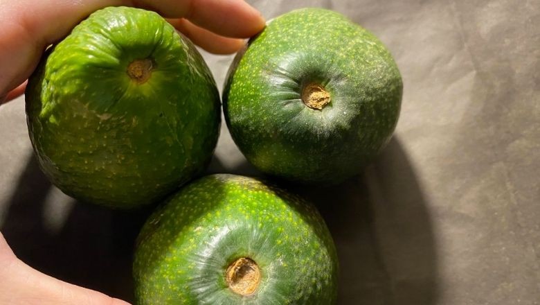 Balıkesir'de Olgunlaşmış Avokado Böyle Anlaşılıyor