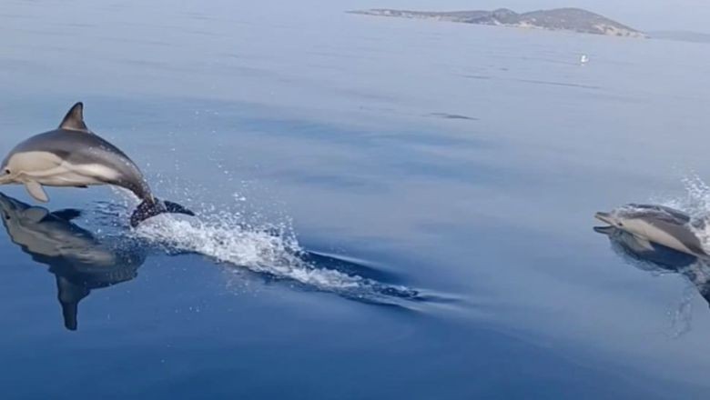 Ayvalık'ta Yunuslar Tekneyle Yarıştı