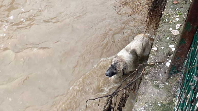 Balıkesir'de 2 Köpek Tahliye Kanalına Düştü