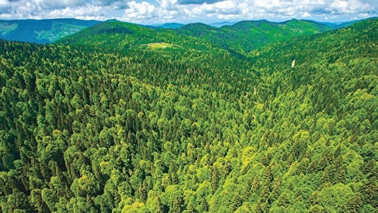 Balıkesir Ormanları Gençleşiyor!