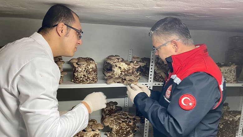 Balıkesir’de Shiitake ve Kral İstiridye Mantarı Hasadı Başladı Balıkesir’de Shiitake ve Kral İstiridye Mantarı Hasadı Başladı