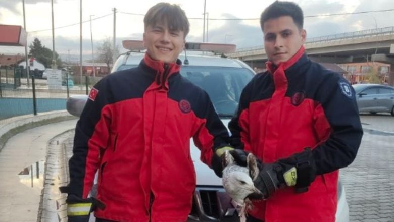 Ayağı Kırık Martı İçin Seferber Oldular