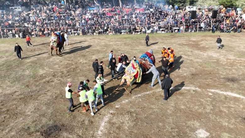 Balıkesir'de Folklorik Deve Gösterisi Nasıl Yapılır?