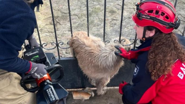 Kapıya Sıkışan Köpek Hayata Döndü