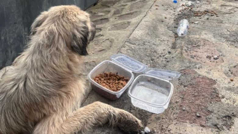 Kapıya Sıkışan Köpek Hayata Döndü