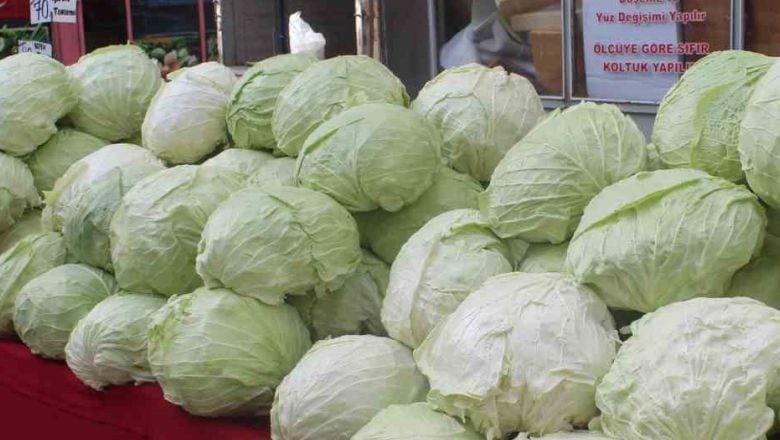 Balıkesir'de Doğal Antibiyotik: Lahana