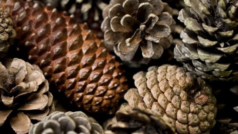 Çam Kozalağı Nedir? Balıkesir’de Nerelerde Bulunur?