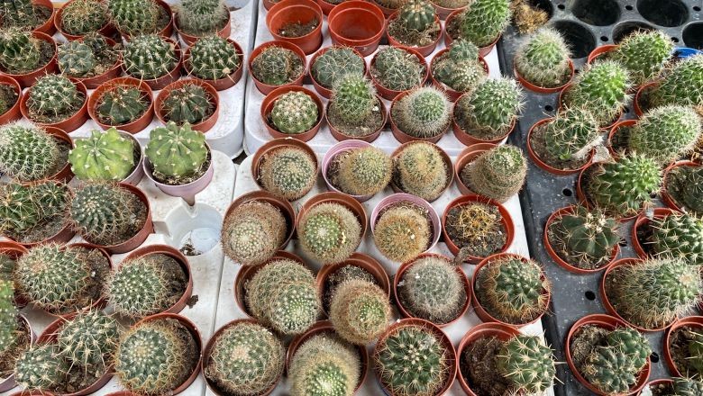 Balıkesir'de Kaktüsler Popüler Bir Tercih