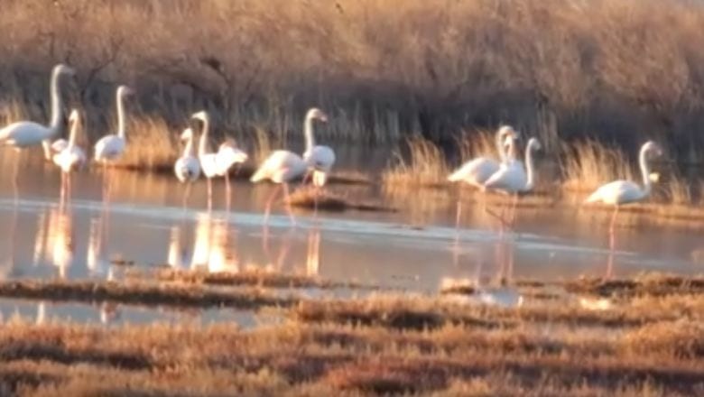 Flamingolar Burhaniye’de Yaşam Alanı Buldu