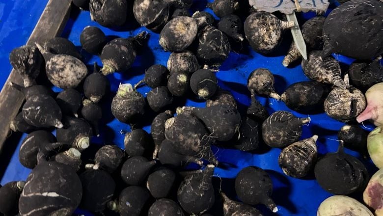 Kara ve Kırmızı Turplar Balıkesir'de Böyle Kullanılıyor