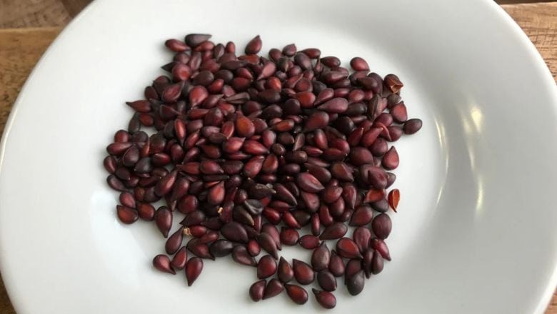 Balıkesir'de Kışın Cilt Bakımında Ayva Çekirdeği Kullanılıyor