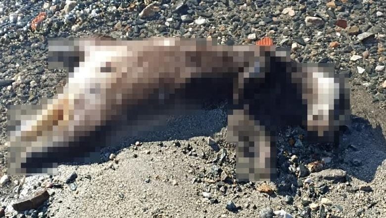 Erdek Çuğra Sahilinde Şaşırtan Manzara