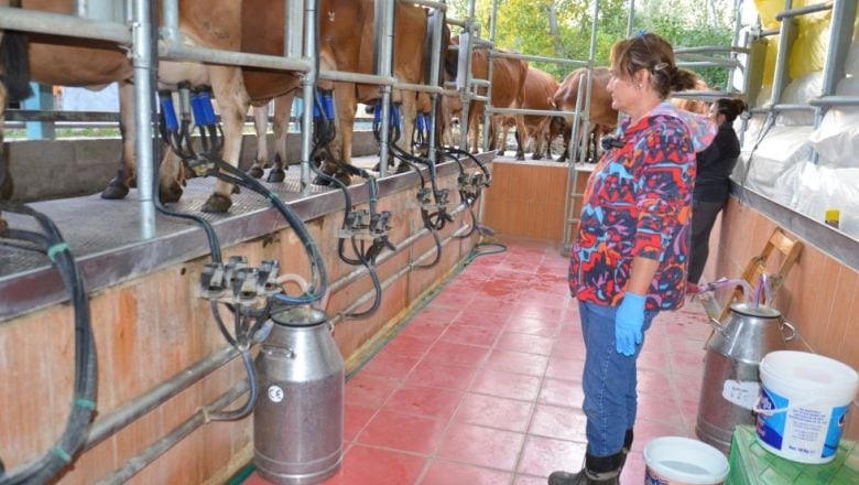 Balıkesir’de Süt Üreticilerine Yeni Fiyat