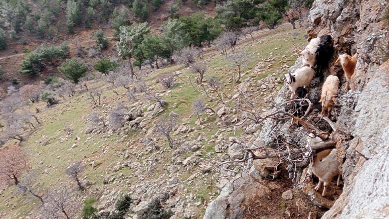 Burhaniye'de Kayalıklarda Keçi Kurtarma Operasyonu Burhaniye'de Kayalıklarda Keçi Kurtarma Operasyonu
