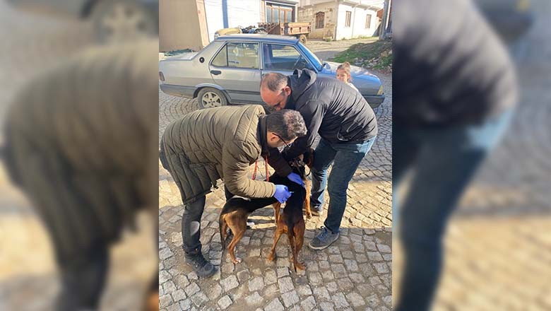 Gömeç’te Kuduzla Mücadele Devam Ediyor Gömeç’te Kuduzla Mücadele Devam Ediyor