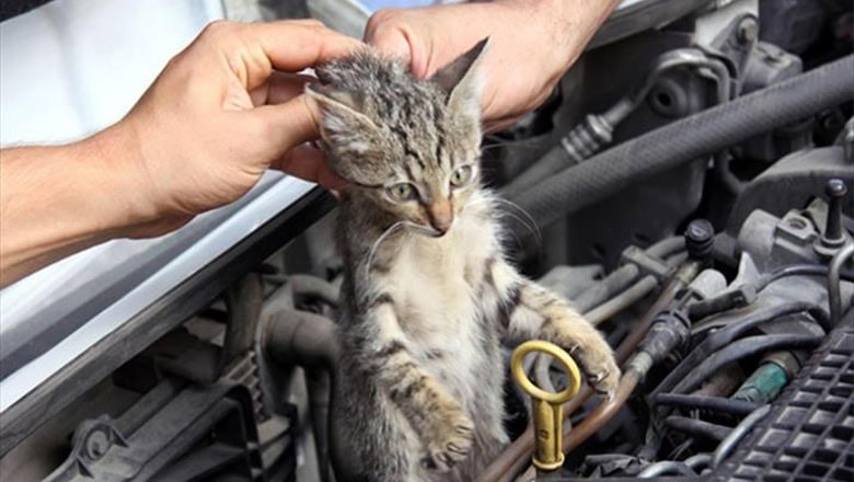 Kaput Altında Yaşam Mücadelesi Kaput Altında Yaşam Mücadelesi