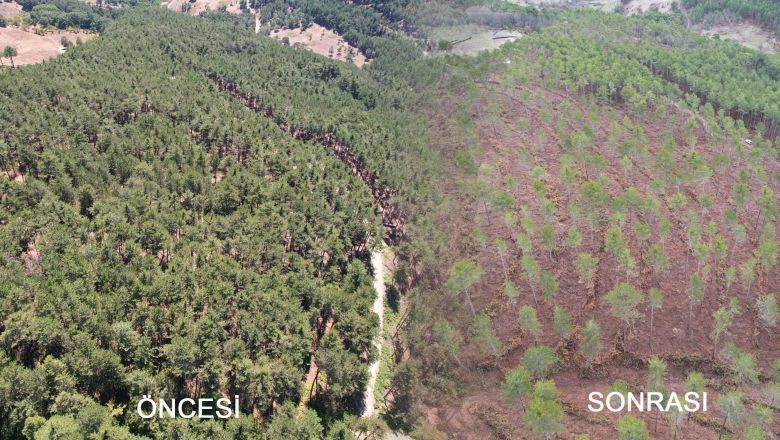 Balıkesir'de Yaşlı Karaçam Ormanları Gençleşiyor