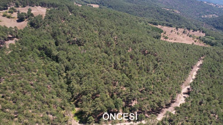 Balıkesir'de Yaşlı Karaçam Ormanları Gençleşiyor