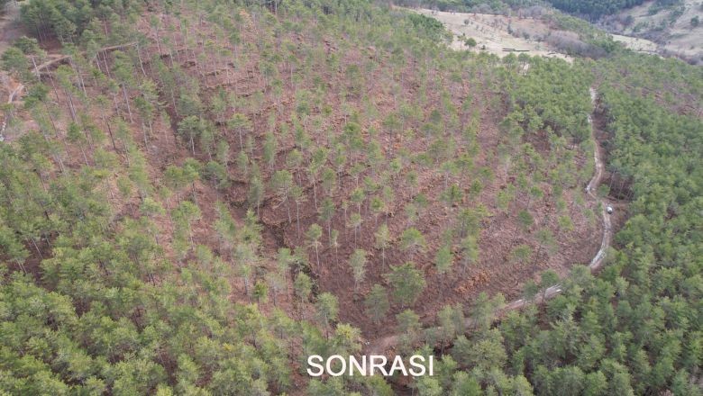 Balıkesir'de Yaşlı Karaçam Ormanları Gençleşiyor