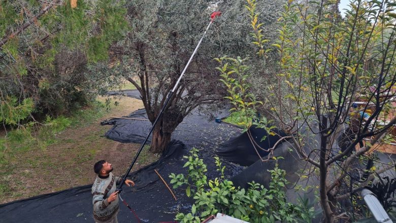Edremit'te Zeytin Hasadında Sona Yaklaşıldı