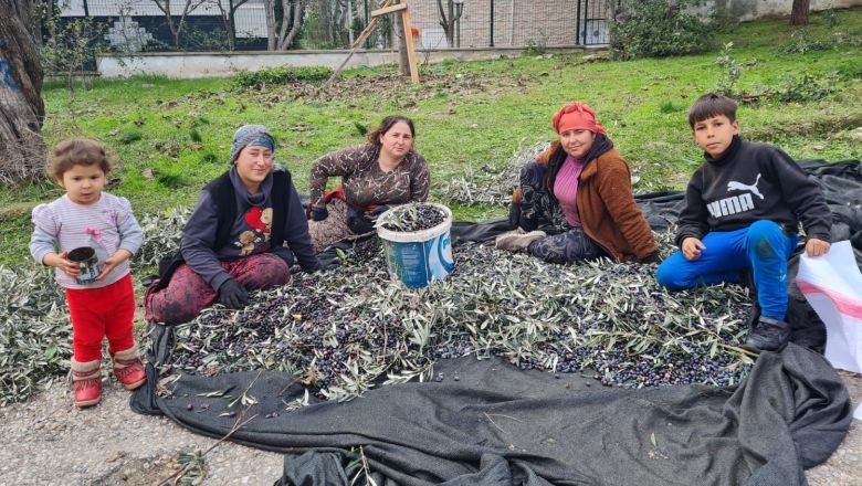 Edremit'te Zeytin Hasadında Sona Yaklaşıldı