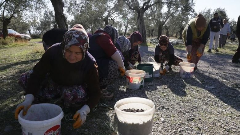 Başkan Ertaş'tan Zeytin İşçilerine Yeni Yıl Morali
