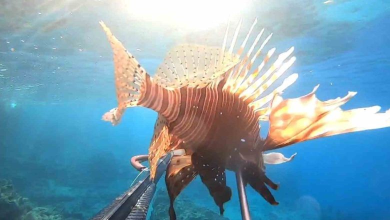 Ayvalık Denizinde İlk Kez! 2 Yeni Tür Keşfedildi
