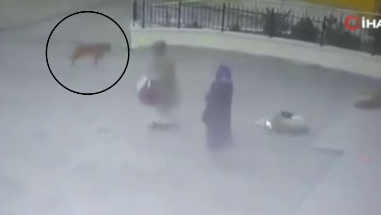 Sahipsiz Köpek Yaşlı Kadına İki Kez Saldırdı!