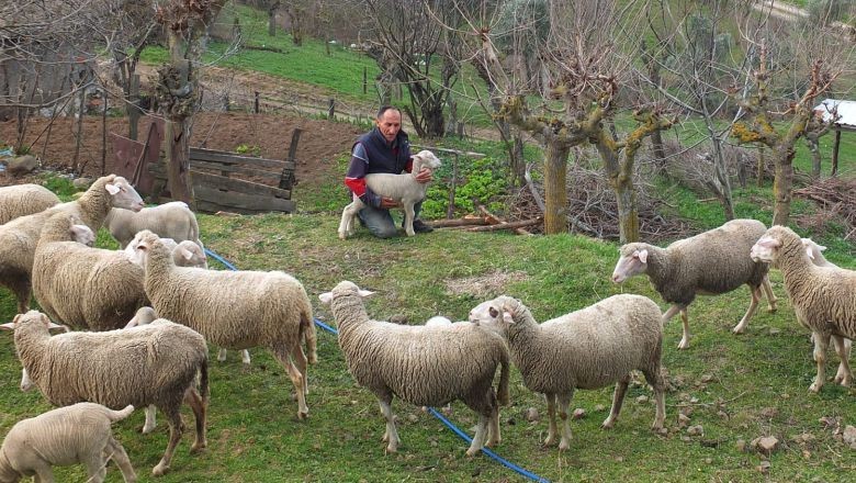 Balıkesir’in Kuzuları Nasıl Yetişir?
