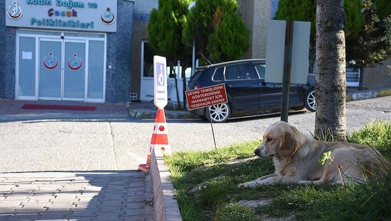 Hastanelerde Sahipsiz Hayvan Kalmayacak