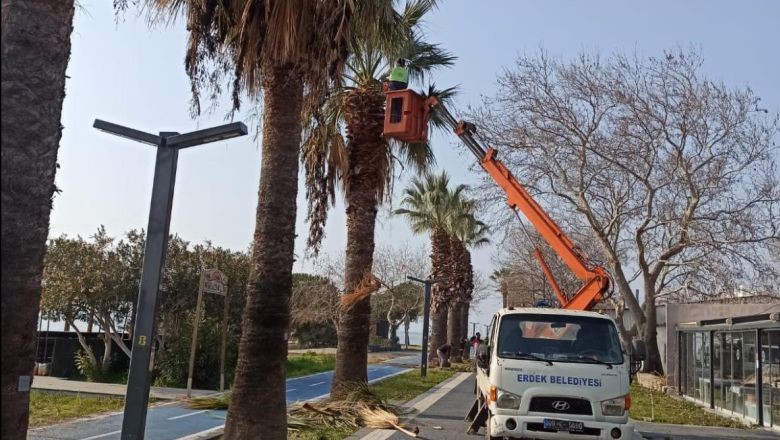 Erdek'te 25 Palmiye Ağacı Öldü! Vatandaşlar İsyan Etti