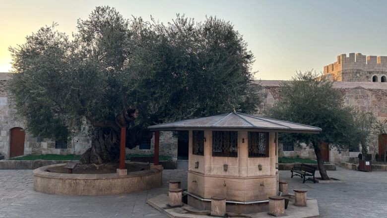 Bin 357 Yıldır Meyve Veren Tek Ağaç Türkiye’de