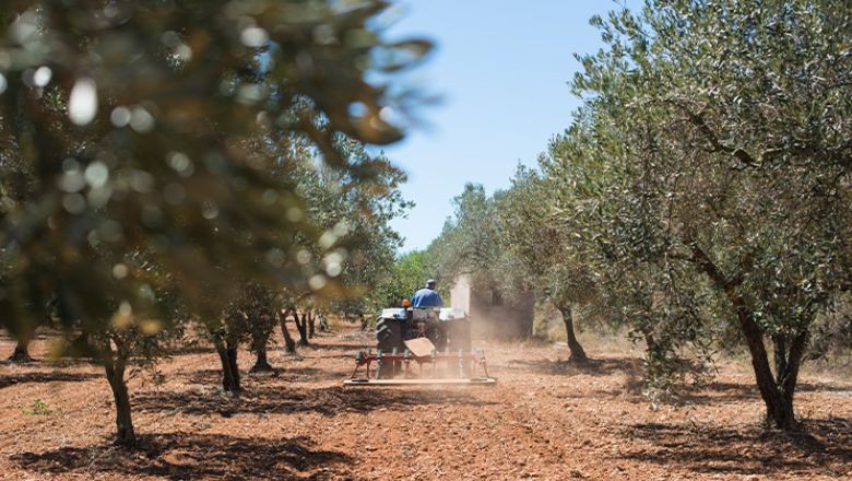 Balıkesir'de Zeytin Ağaçlarının Bakımı Böyle Yapılıyor