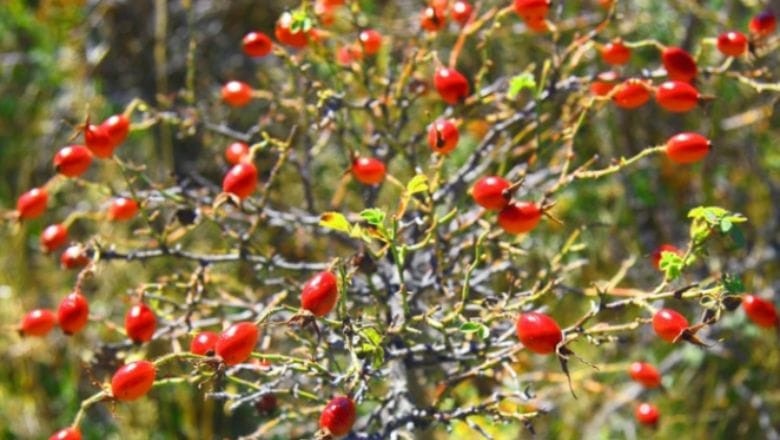 Gülburnu (Kuşburnu) Marmelatı Gülburnu (Kuşburnu) Marmelatı
