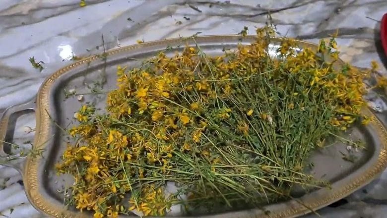Kurutulmuş Kantaron Ne İşe Yarar?
