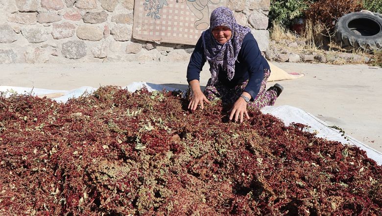Balıkesir'de Köy Sumağı Nasıl Kullanılır?