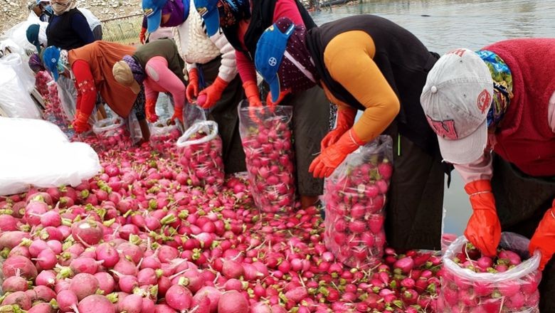 Balıkesir'in Turpları Detoks İçin Tercih Ediliyor!