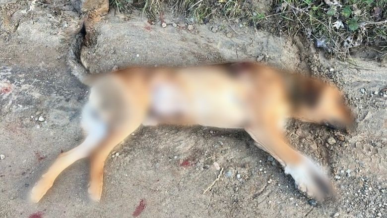 Balıkesir'de Sokak Köpeğini Silahla Vurdular!