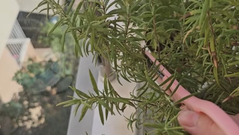 Kimyasallara Veda Edin! Balıkesirlilerin 1 Numarası