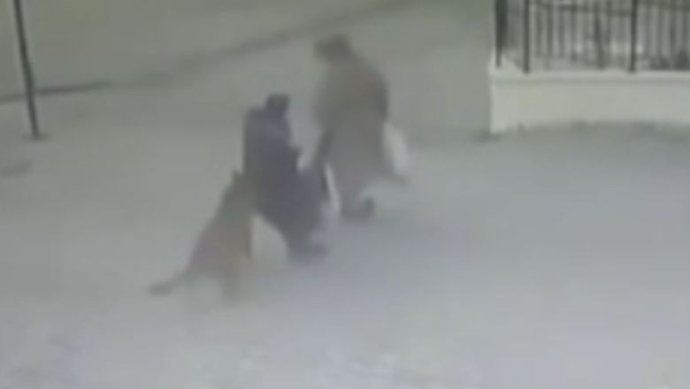 Sahipsiz Köpek Yaşlı Kadına İki Kez Saldırdı!