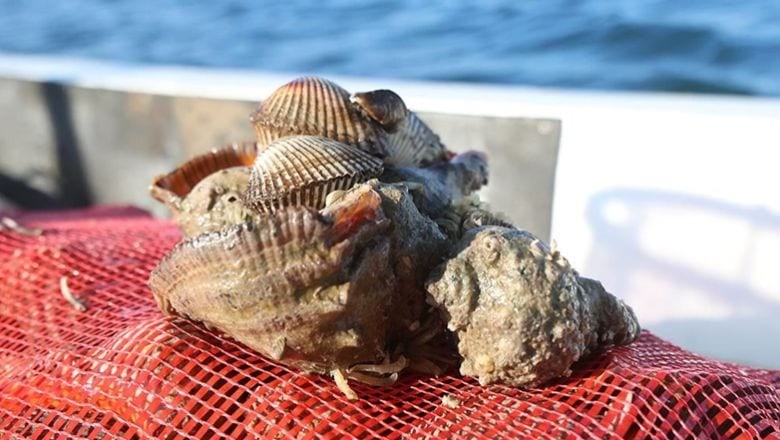 Balıkesir’de Algarna Sezonu Başladı