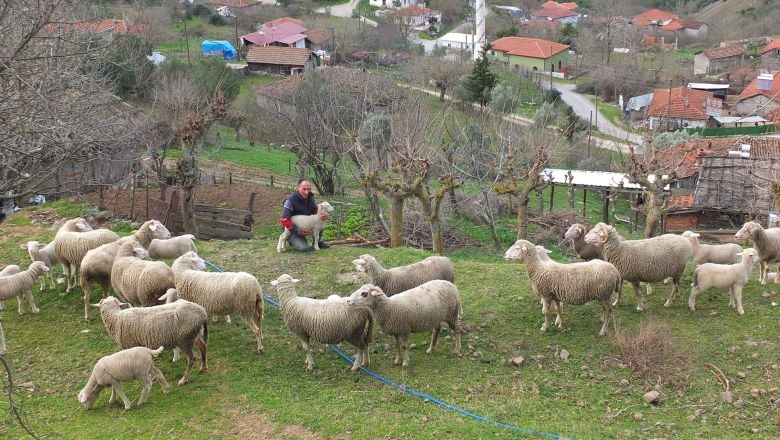 Balıkesir’in Kuzuları Nasıl Yetişir?