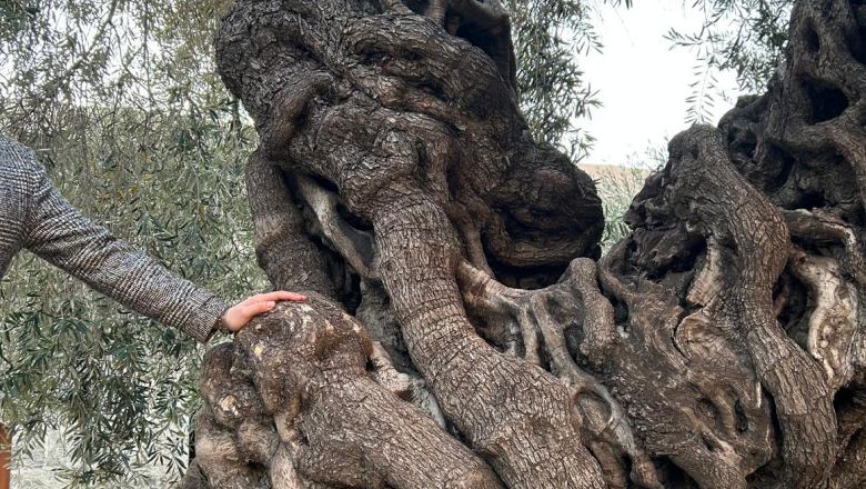 Bin 357 Yıldır Meyve Veren Tek Ağaç Türkiye’de